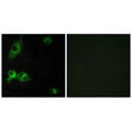 Immunofluorescence analysis of COS-7 cells, using LAMA1 antibody.