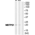 Western blot analysis of extracts from Jurkat/COLO205 cells, using MBTPS1 antibody.