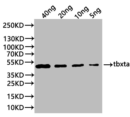 Western Blot
Positive WB detected in: recombinant protein
All lanes:tbxta Antibody at 1:1000
Secondary
Goat polyclonal to rabbit IgG at 1/20000 dilution
Predicted band size: 46.5 kDa
Observed band size: 44 kDa