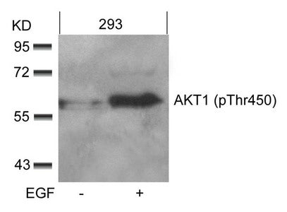 Western blot analysis of extracts from 293 cells untreated or treated with EGF using AKT1(phospho-Thr450) Antibody.