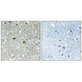 Immunohistochemistry analysis of paraffin-embedded human brain tissue using PIGH antibody.