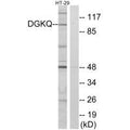 Western blot analysis of extracts from HT-29 cells, using DGKQ antibody.