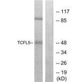 Western blot analysis of extracts from RAW264.7 cells, using TCFL5 antibody.