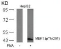 Western blot analysis of extracts from HepG2 cells untreated or treated with PMA using MEK1(Phospho-Thr291) Antibody.