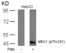 Western blot analysis of extracts from HepG2 cells untreated or treated with PMA using MEK1(Phospho-Thr291) Antibody.