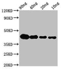 Western Blot
Positive WB detected in Recombinant protein
All lanes: lta antibody at 2.8µg/ml
Secondary
Goat polyclonal to rabbit IgG at 1/50000 dilution
Predicted band size: 40 kDa
Observed band size: 42 kDa