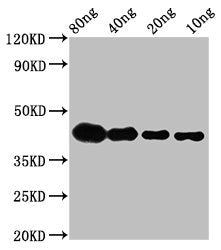 Western Blot
Positive WB detected in Recombinant protein
All lanes: lta antibody at 2.8µg/ml
Secondary
Goat polyclonal to rabbit IgG at 1/50000 dilution
Predicted band size: 40 kDa
Observed band size: 42 kDa