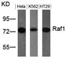 Western blot analysis of extracts from Hela, K562 and HT29 cells using Raf1(Ab-259) Antibody.