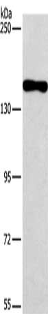 Gel: 6%SDS-PAGE, Lysate: 40 ug, Lane: Hela cells, Primary antibody: CSB-PA243039(PDS5B Antibody) at dilution 1/316.6, Secondary antibody: Goat anti rabbit IgG at 1/8000 dilution, Exposure time: 30 seconds
