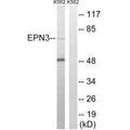 Western blot analysis of extracts from K562 cells, using EPN3 antibody.