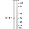 Western blot analysis of extracts from HT-29 cells, using SFRS7 antibody.