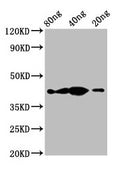Western Blot
Positive WB detected in Recombinant protein
All lanes: th antibody at 2.3µg/ml
Secondary
Goat polyclonal to rabbit IgG at 1/50000 dilution
Predicted band size: 43 kDa
Observed band size: 43 kDa