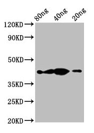 Western Blot
Positive WB detected in Recombinant protein
All lanes: th antibody at 2.3µg/ml
Secondary
Goat polyclonal to rabbit IgG at 1/50000 dilution
Predicted band size: 43 kDa
Observed band size: 43 kDa