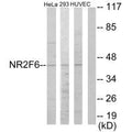 Western blot analysis of extracts from HeLa cells, 293 cells and HUVEC cells, using NR2F6 antibody.