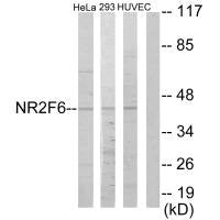 Western blot analysis of extracts from HeLa cells, 293 cells and HUVEC cells, using NR2F6 antibody.