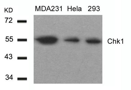 Western blot analysis of extracts from MDA231,Hela and 293 cells using Chk1(Ab-317) Antibody.