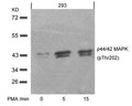 Western blot analysis of extracts from 293 cells untreated or treated with PMA for the indicated times, using p44/42 MAP Kinase(Phospho-Thr202) Antibody.