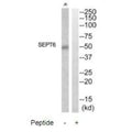 Western blot analysis of extracts from Jurkat cells, using SEPT6 antibody.