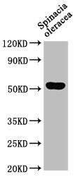 Western Blot
Positive WB detected in: Spinacia oleracea leaf tissue
All lanes: SUN1 antibody at 1:1000
Secondary
Goat polyclonal to rabbit IgG at 1/50000 dilution
Predicted band size: 52 kDa
Observed band size: 52 kDa