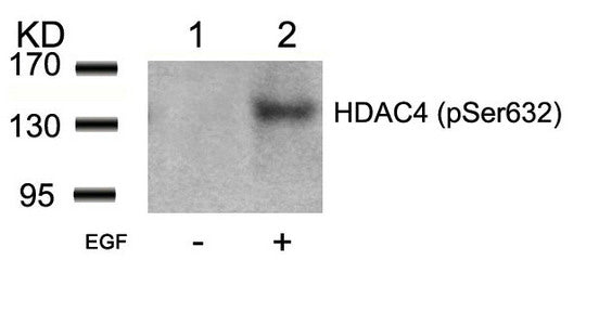 Western blot analysis of extracts from 293 cells untreated(lane 1) or treated with EGF(lane 2) using HDAC4(Phospho-Ser632) Antibody.