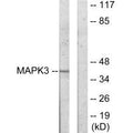 Western blot analysis of extracts from COLO205 cells, using MAPK3 antibody.