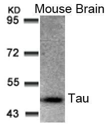 Western blot analysis of extracts from Mouse Brain tissue using Tau(Ab-205) Antibody.