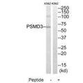 Western blot analysis of extracts from K562 cells, using PSMD3 antibody.