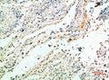Immunohistochemical analysis of paraffin-embedded human-brain, antibody was diluted at 1:200