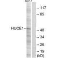Western blot analysis of extracts from MCF-7 cells, using HUCE1 antibody.