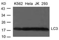 Western blot analysis of extract from K-562, Hela, JK and 293 cells using LC3 Antibody