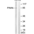 Western blot analysis of extracts from HT-29 cells, using PNN antibody.