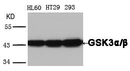 Western blot analysis of extracts from HL60, HT29 and 293 cells using GSK3-alpha;/β(Ab-279/216) Antibody.