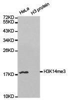 Western blot analysis of extracts of HeLa  and H3 protein, using H3K14me3 antibody.