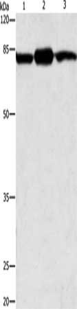 Gel: 10%SDS-PAGE, Lysate: 30 ug, Lane 1-3: Mouse brain tissue, Mouse skin tissue, 293T cells, Primary antibody: CSB-PA257142(CAPN2 Antibody) at dilution 1/200, Secondary antibody: Goat anti rabbit IgG at 1/8000 dilution, Exposure time: 40 seconds