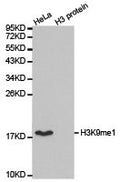 Western blot analysis of extracts of HeLa cell line and H3 protein expressed in E.coli., using H3K9me1 antibody.