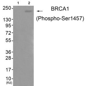 Western blot analysis of extracts from 293 cells (Lane 2), using BRCA1 (Phospho-Ser1457) Antibody. The lane on the left is treated with antigen-specific peptide.