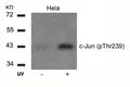 Western blot analysis of extracts from Hela cells untreated or treated with UV using c-Jun(Phospho-Thr239) Antibody.