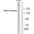 Western blot analysis of extracts from COLO205 cells, using HER3 antibody.