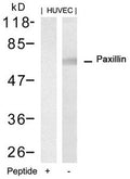 Western blot analysis of extracts from HUVEC cells using Paxillin(Ab-88) Antibody and the same antibody preincubated with blocking peptide.