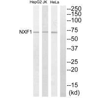 Western blot analysis of extracts from HepG2 cells, Jurkat cells and HeLa cells, using NXF1 antibody.