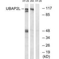Western blot analysis of extracts from HT-29 cells and 293 cells, using UBAP2L antibody.