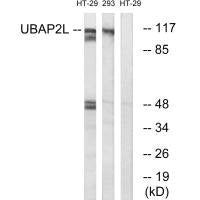 Western blot analysis of extracts from HT-29 cells and 293 cells, using UBAP2L antibody.