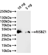 Western Blot
Positive WB detected in: recombinant protein
All lanes:RISBZ1 Antibody at 1:1000
Secondary
Goat polyclonal to rabbit IgG at 1/20000 dilution
Predicted band size: 28.9 kDa
Observed band size: 39 kDa