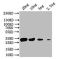 Western Blot
Positive WB detected in: recombinant protein
All lanes: acnA Antibody at 1:1000
Secondary
Goat polyclonal to rabbit IgG at 1/50000 dilution
Predicted band size: 32 kDa
Observed band size: 32 kDa