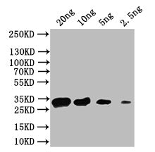 Western Blot
Positive WB detected in: recombinant protein
All lanes: acnA Antibody at 1:1000
Secondary
Goat polyclonal to rabbit IgG at 1/50000 dilution
Predicted band size: 32 kDa
Observed band size: 32 kDa