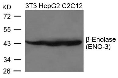 Western blot analysis of extracts from 3T3, HepG2 and C2C12 cells using b-Enolase(ENO-3) Antibody.