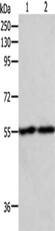 Gel: 8%SDS-PAGE, Lysate: 50 ug, Lane 1-2: RAW264.7, NIH/3T3 cells, Primary antibody: CSB-PA264636(EGR1 Antibody) at dilution 1/400, Secondary antibody: Goat anti rabbit IgG at 1/8000 dilution, Exposure time: 2 minutes
