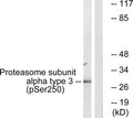 Western blot analysis of extracts from 3T3 cells, treated with EGF (200ng/ml, 30mins), using Proteasome α3 (Phospho-Ser250) antibody. The lane on the right is treated with the synthesized peptide.