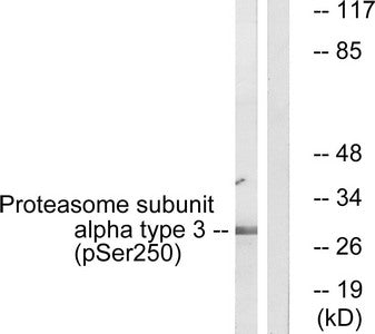 Western blot analysis of extracts from 3T3 cells, treated with EGF (200ng/ml, 30mins), using Proteasome α3 (Phospho-Ser250) antibody. The lane on the right is treated with the synthesized peptide.