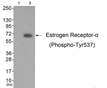 Western blot analysis of extracts from K562 cells (Lane 2), using Estrogen Receptor-α (Phospho-Tyr537) Antibody. The lane on the left is treated with antigen-specific peptide.